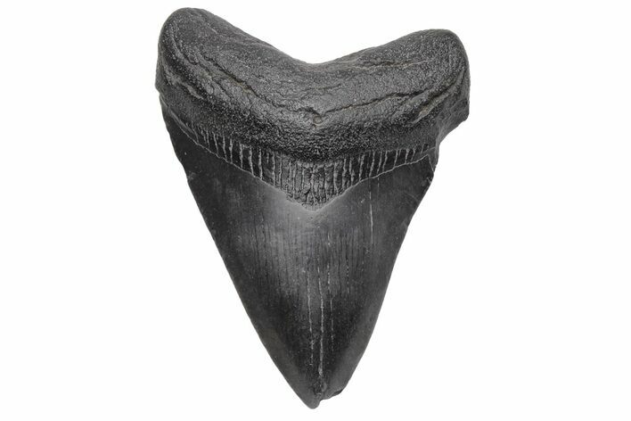 Fossil Megalodon Tooth - South Carolina #233711